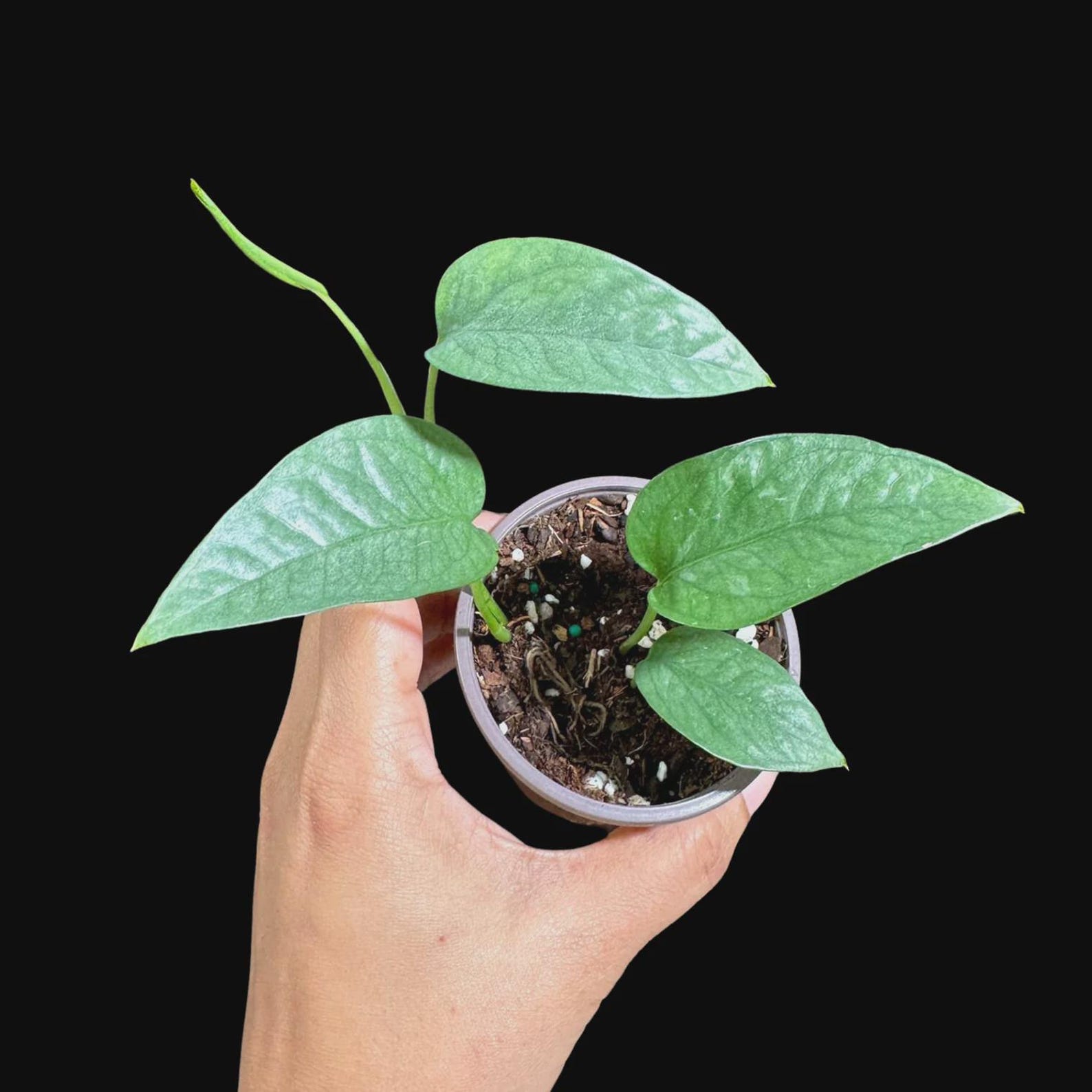 Cebu Blue Pothos Cuttings Bundle Live House Plants - Etsy