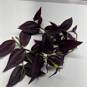 Dark Desire Black Tradescantia Plant Cuttings House Plants - Etsy