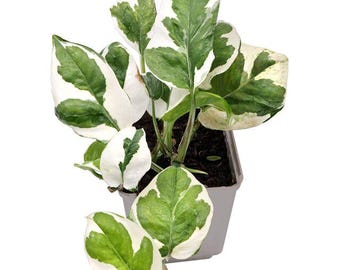 Pothos NJoy Cuttings Bundle Live House Plants