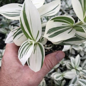 Planta de interior de raya blanca pistacho Tradescantia Plantas abigarradas raras Esquejes suculentos o en maceta