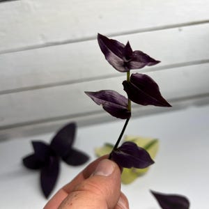 May include: A close-up of a stem with deep purple leaves. The leaves are a rich, dark purple color with a slight sheen. The stem is held by a hand, with other purple and yellow-green leaves in the background. The background is a white surface.