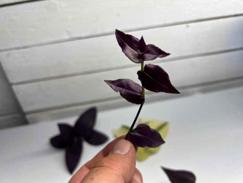 May include: A close-up of a stem with deep purple leaves. The leaves are a rich, dark purple color with a slight sheen. The stem is held by a hand, with other purple and yellow-green leaves in the background. The background is a white surface.