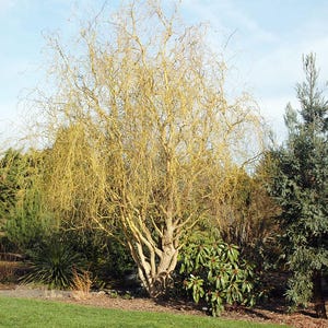 May include: A landscape scene featuring a variety of trees and shrubs. A large tree with yellow branches dominates the center, flanked by evergreen trees and other greenery. The sky is a clear blue.