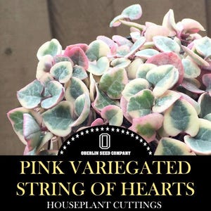 May include: Close-up of a pink variegated string of hearts plant. The heart-shaped leaves display shades of green, pink, and cream. The image includes the text "PINK VARIEGATED STRING OF HEARTS" and "HOUSEPLANT CUTTINGS".