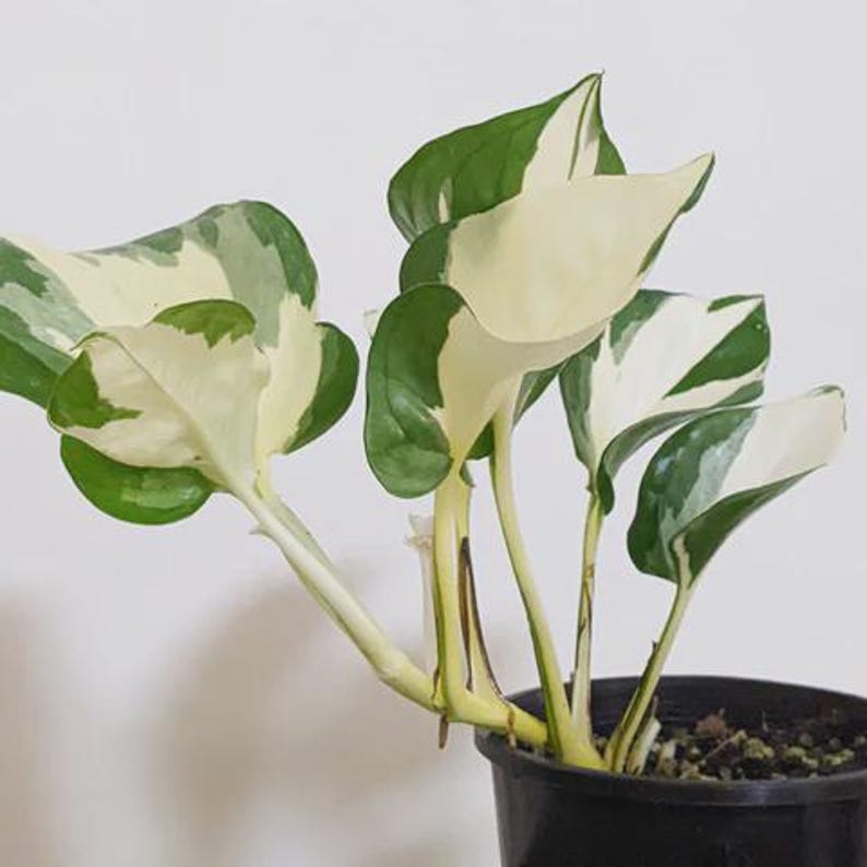 OberlinSeedCo Manjula Pothos - Thumbnail 2