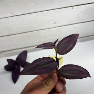May include: Close-up of a sprig of Wandering Jew plant, held in a hand. The leaves are a deep purple with lighter purple stripes. Another purple flower is in the background. The plant has a green stem and is set against a white background.
