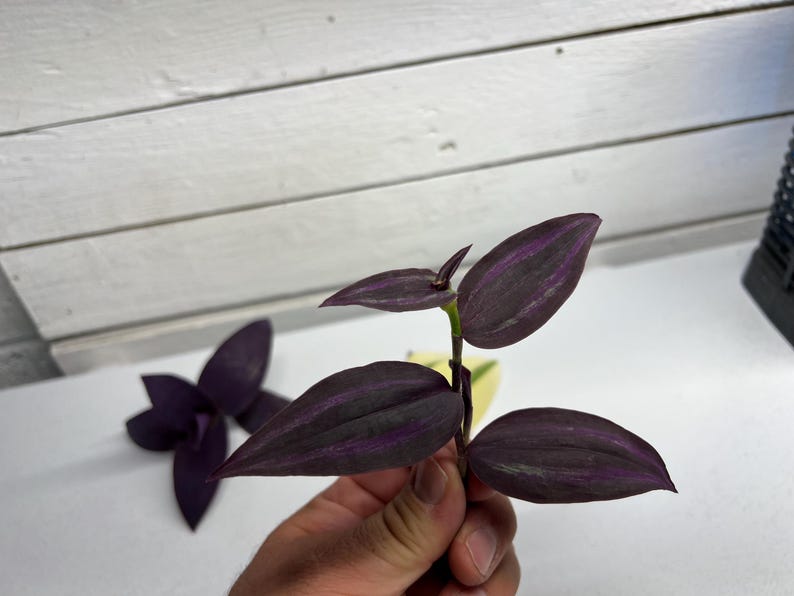 May include: Close-up of a sprig of Wandering Jew plant, held in a hand. The leaves are a deep purple with lighter purple stripes. Another purple flower is in the background. The plant has a green stem and is set against a white background.