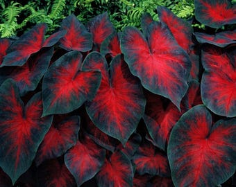 Postman Joyner Caladium Bulbs Black House Plants