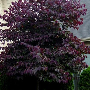 May include: A mature tree with a rounded canopy of deep purple leaves. The tree's trunk is slender, and the foliage is dense, creating a full, lush appearance. The tree is set against a backdrop of a house and other greenery.