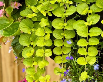 Gold Creeping Jenny Groundcover Cuttings in Propagation Cup