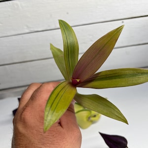 May include: A close-up of a Tradescantia leaf cutting. The leaves are a vibrant green with yellow stripes and a deep purple underside. The plant is held in a hand against a white background.