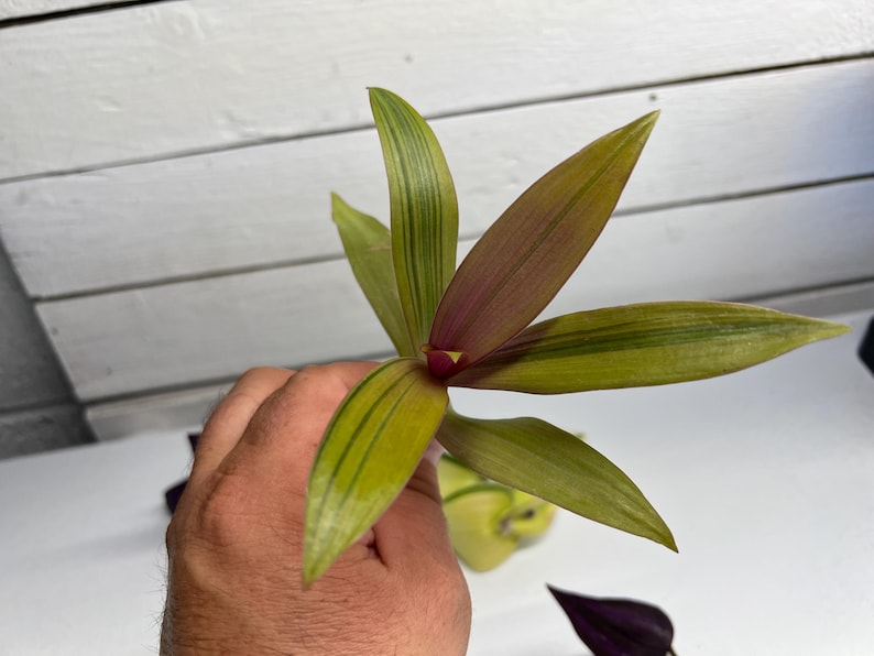 May include: A close-up of a Tradescantia leaf cutting. The leaves are a vibrant green with yellow stripes and a deep purple underside. The plant is held in a hand against a white background.