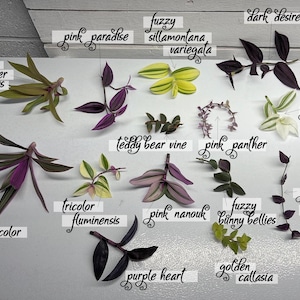 Plant Collectors 14 Tradescantias Bundle House Plant Cuttings Lot Purples plus Variegated image 1