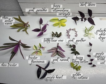 Plant Collectors 14 Tradescantias Bundle House Plant Cuttings Lot Purples plus Variegated