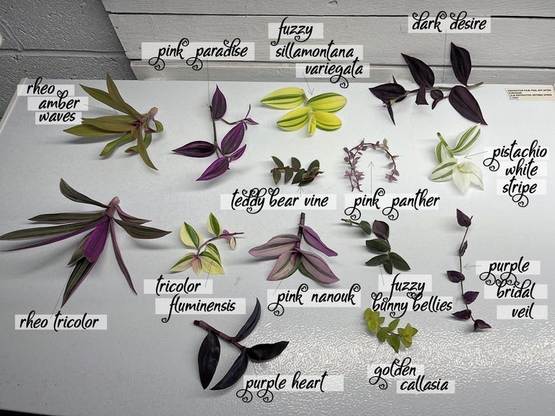 Plant Collectors 14 Tradescantias Bundle House Plant Cuttings Lot Purples plus Variegated image 1