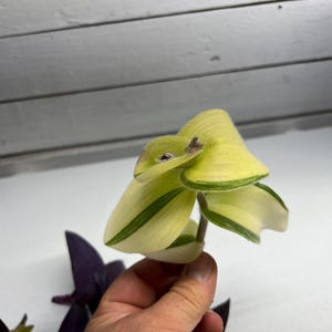 May include: Close-up of a Tradescantia plant cutting. The leaves are a mix of creamy white and light green, with dark green stripes along the edges. The plant is held against a white background.