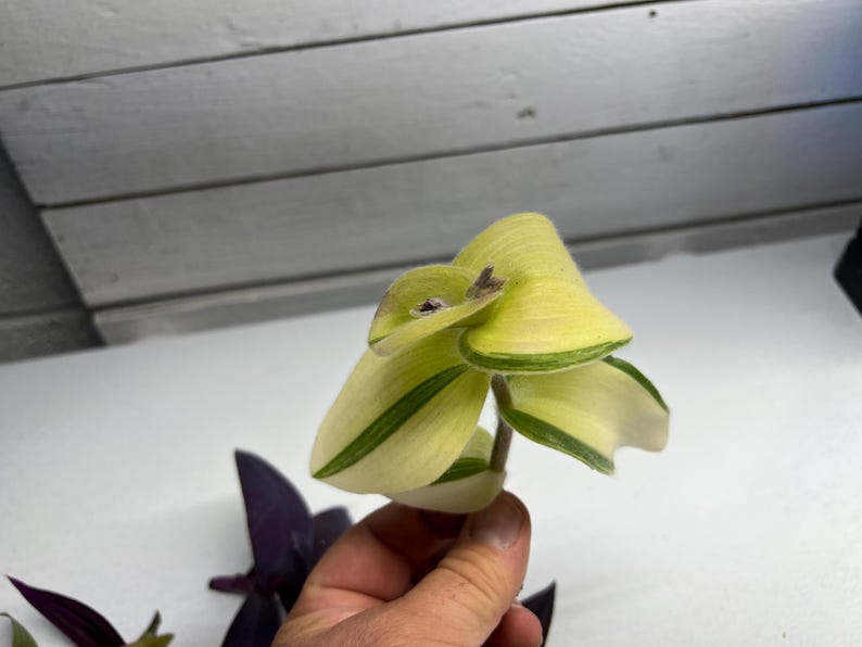 May include: Close-up of a Tradescantia plant cutting. The leaves are a mix of creamy white and light green, with dark green stripes along the edges. The plant is held against a white background.