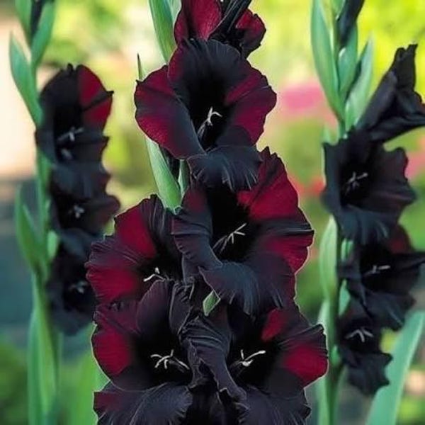 Black Sea Gladioulus Rare Beauty Bi-Tone Frilly Ruffled Double Edges Summer Flowers