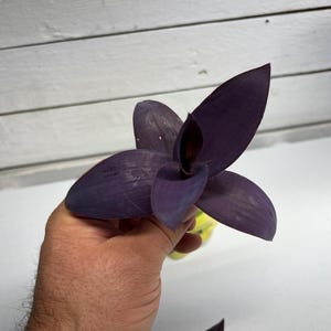 May include: A close-up of a Tradescantia pallida plant, also known as purple heart. The plant has deep purple leaves and is held in a person's hand. The background is a white surface and a white wooden wall.