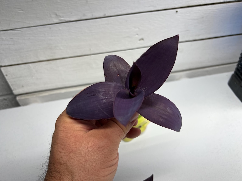 May include: A close-up of a Tradescantia pallida plant, also known as purple heart. The plant has deep purple leaves and is held in a person's hand. The background is a white surface and a white wooden wall.