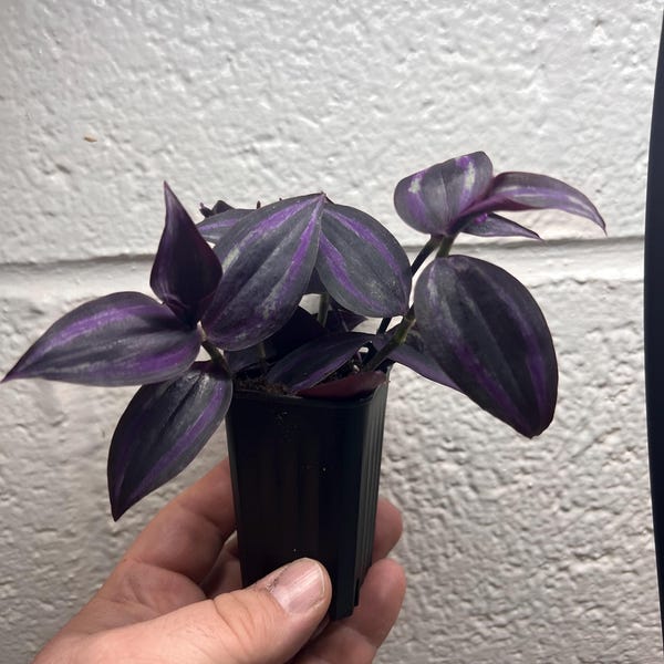 BLACK & PURPLE Houseplant Potted Live House Plant Tradescantia Dark Desire Rare Semi Succulent Easy Care