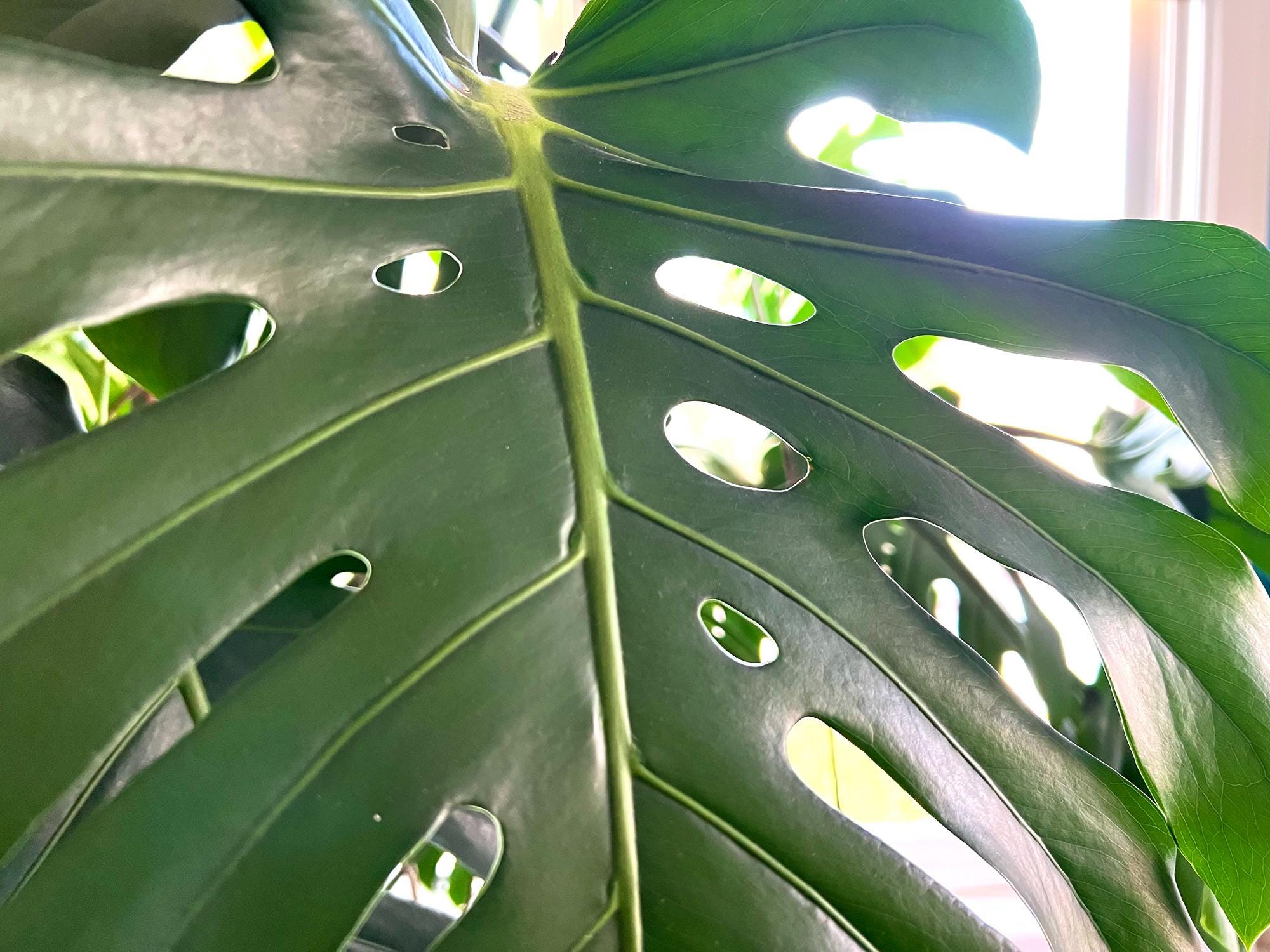 Monstera Deliciosa Starter Plant - Etsy