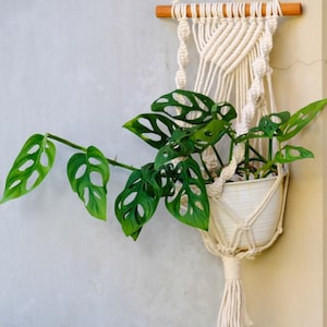 china palm plant Chinese Fan Palm  Liberty Landscape Supply