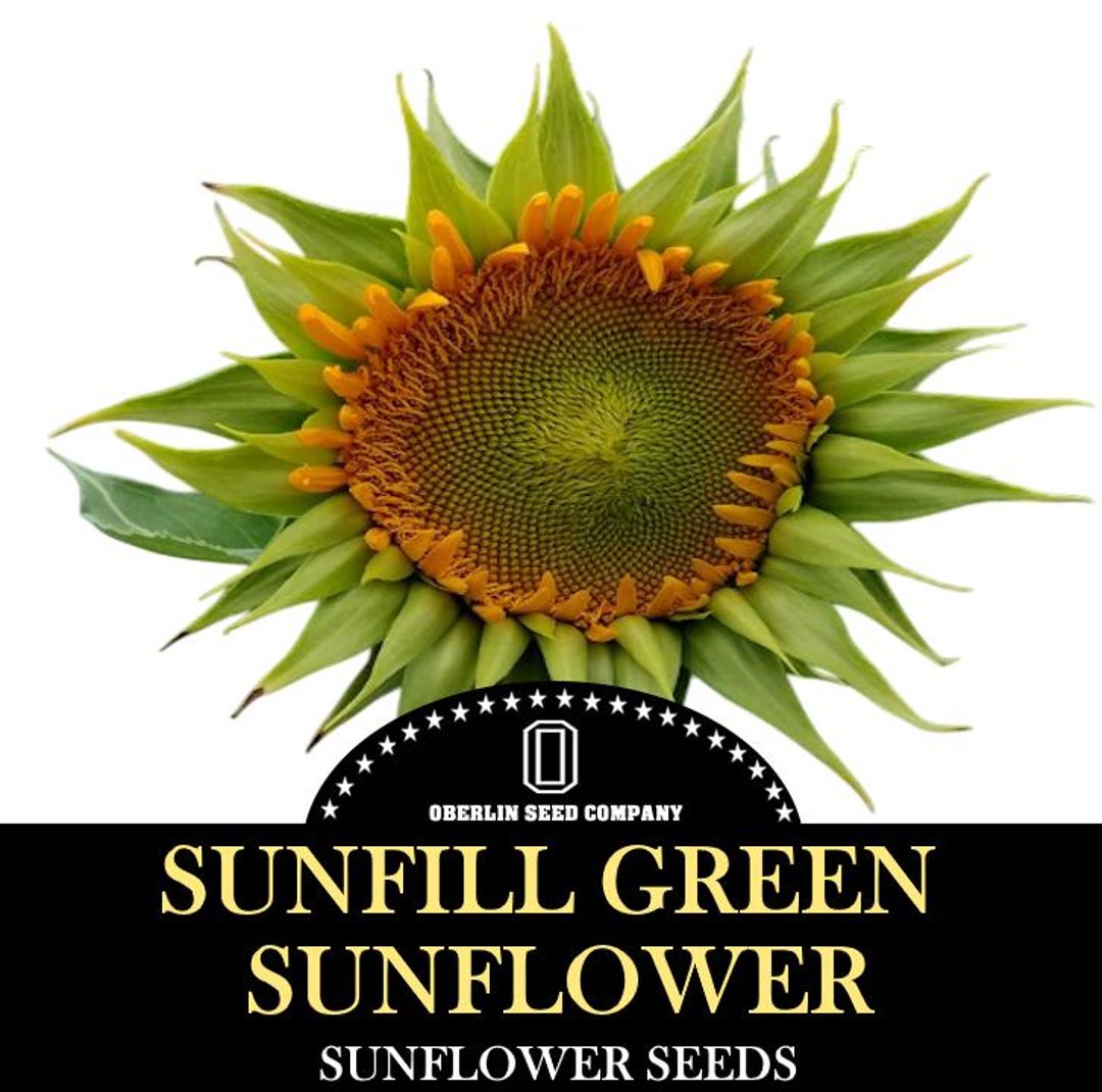 Green Sunflowers Seeds Sunfil Flower Seed Product of USA - Etsy