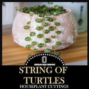 May include: A String of Turtles houseplant cuttings in a pink, textured pot. The plant features small, round, green leaves with darker green markings, cascading down from the pot. The image includes the text "STRING OF TURTLES" and "OBERLIN SEED COMPANY".