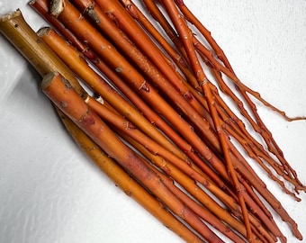 Red Bark Flame Willow Cuttings - Live Plant - Fall and Winter Coloring