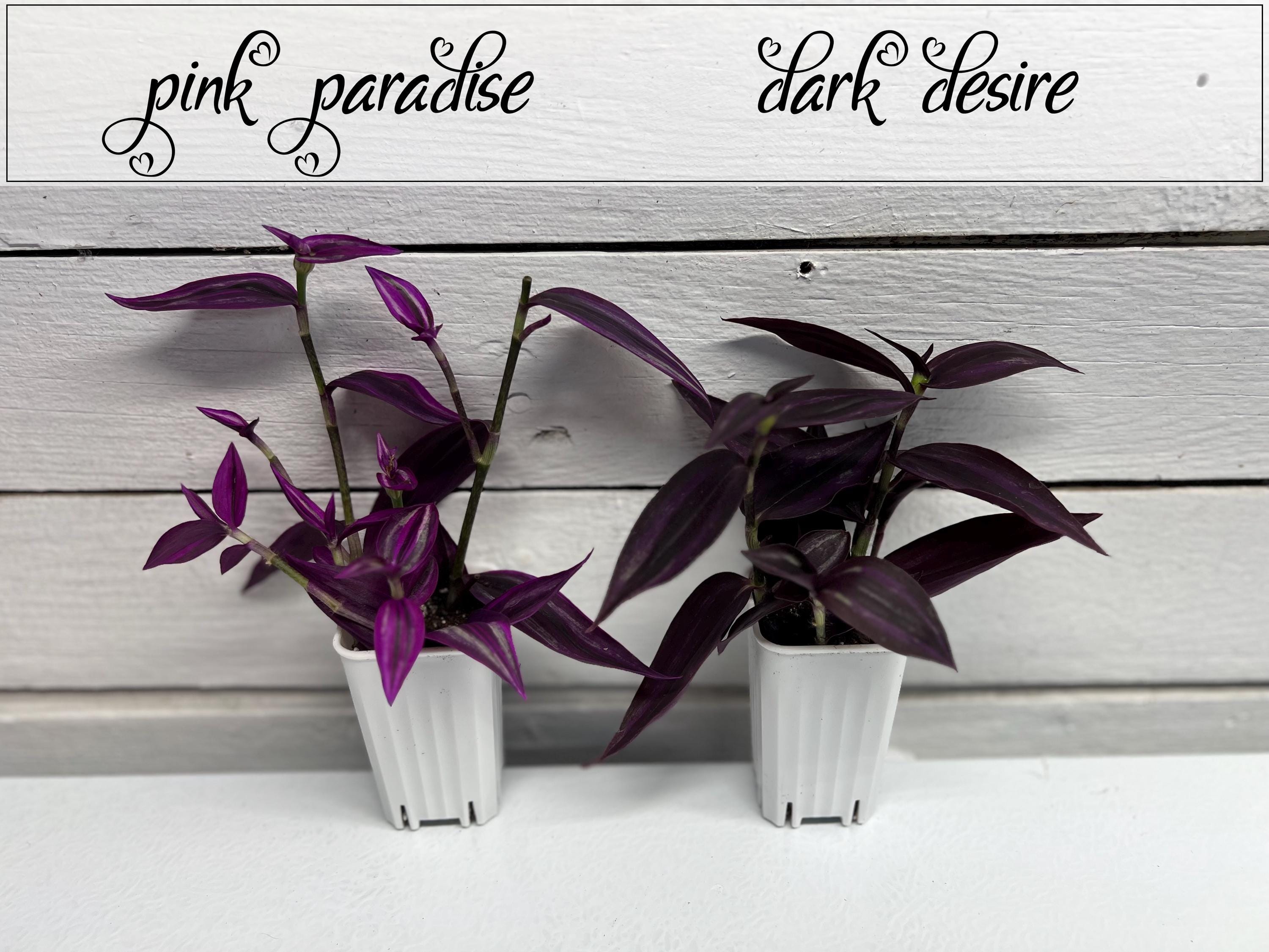 Set of 2 Pink Paradise and Dark Desire Black House Plant Bundle
