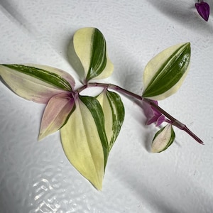 May include: A close-up of a stem with several variegated leaves. The leaves are a mix of pale yellow, green, and pink. The stem is a deep purple color. The plant appears to be a type of Wandering Jew plant.