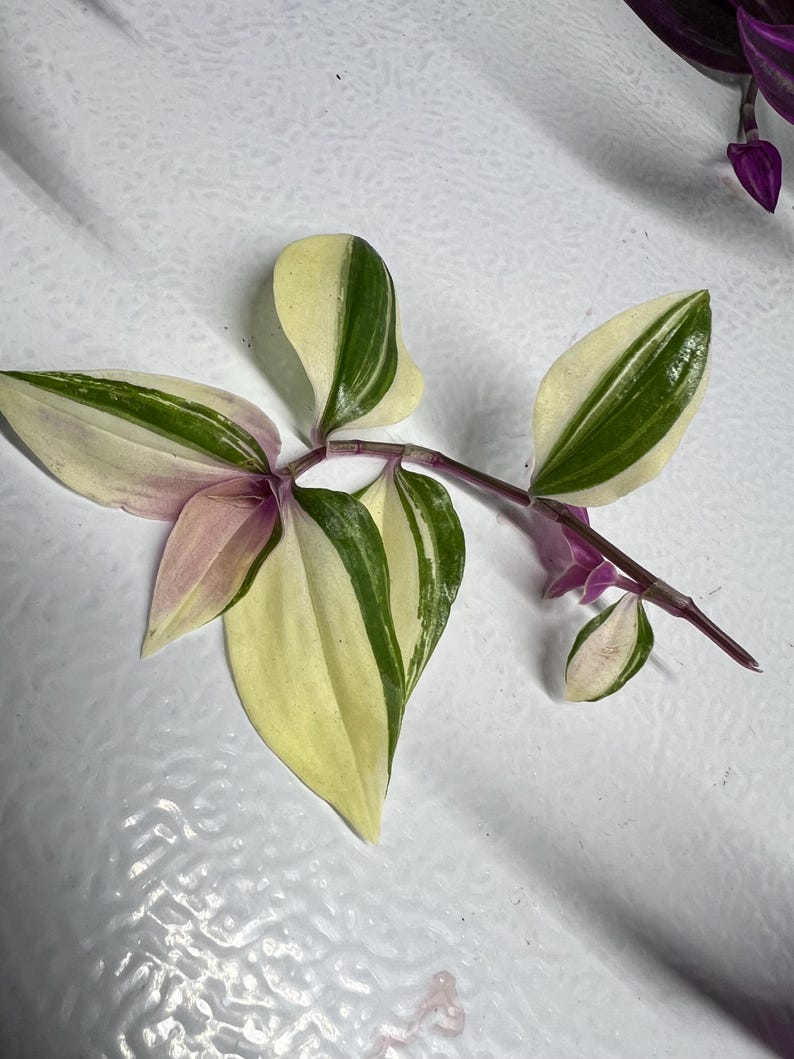 May include: A close-up of a stem with several variegated leaves. The leaves are a mix of pale yellow, green, and pink. The stem is a deep purple color. The plant appears to be a type of Wandering Jew plant.