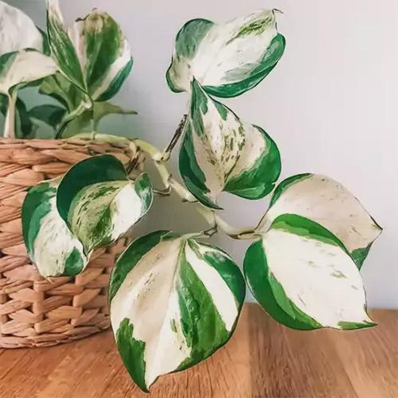 OberlinSeedCo Manjula Pothos - Thumbnail 3