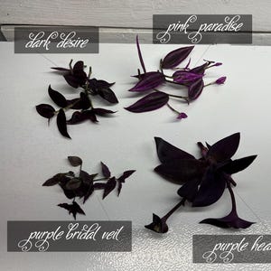 May include: An overhead shot displays four types of plants: "Dark Desire," "Pink Paradise," "Purple Bridal Veil," and "Purple Heart." The plants have dark purple leaves and stems. Each plant is labeled with a cursive font on a gray rectangular label.