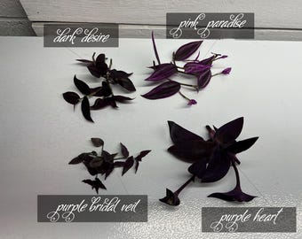BLACK OUT Series House Plant Collectors 4 Tradescantias Houseplant Cuttings Lot Blacks Purples plus Variegated