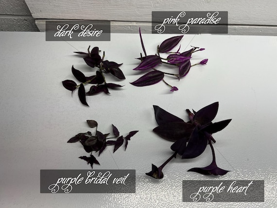 BLACK OUT Series House Plant Collectors 4 Tradescantias Houseplant Cuttings Lot Blacks Purples plus Variegated