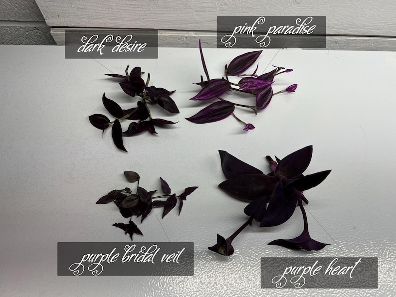May include: An overhead shot displays four types of plants: "Dark Desire," "Pink Paradise," "Purple Bridal Veil," and "Purple Heart." The plants have dark purple leaves and stems. Each plant is labeled with a cursive font on a gray rectangular label.