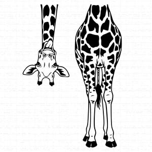 May include: Black and white illustration of a giraffe. The image shows the giraffe's head and neck upside down, and the rear view of the giraffe's body. The giraffe has a spotted pattern.