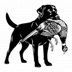 May include: Black silhouette of a Labrador Retriever dog holding a pheasant in its mouth. The dog is standing, with the pheasant's head hanging down. The image is a simple, two-tone design, suitable for various applications.