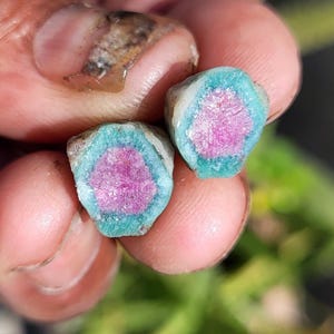 Peut inclure: Deux pierres de tourmaline pastèque, chacune avec un centre rose vif, entourée d'un anneau bleu-vert et d'un bord extérieur gris. Les pierres sont tenues dans une main, mettant en valeur leur beauté naturelle et leur motif de couleur unique.