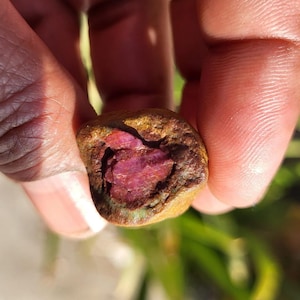 May include: A natural stone with a striking red core, potentially a ruby, set within a brown and tan matrix. The stone is held in a hand, highlighting its raw, unrefined form. The stone's surface has a textured appearance.