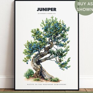 Könnte beinhalten: Ein gerahmter botanischer Kunstdruck mit einer detaillierten Illustration eines Wacholderbaums mit blauen Beeren. Der Text lautet JUNIPER, Juniperus communis und NATIVE TO THE NORTHERN HEMISPHERE. Das Kunstwerk ist auf einem weißen Hintergrund.