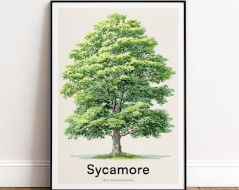 Sycamore Tree Print | Botanical Wall Art | Personalised or Minimal Poster | Nature Gift