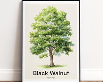 Black Walnut Tree Print | Botanical Wall Art | Personalised or Minimal Poster | Nature Gift