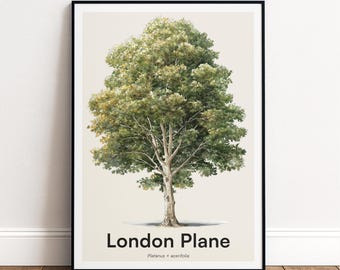 London Plane Tree Print | Botanical Wall Art | Personalised or Minimal Poster | Nature Gift
