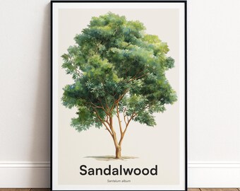 Sandalwood Tree Print | Botanical Wall Art | Personalised or Minimal Poster | Nature Gift