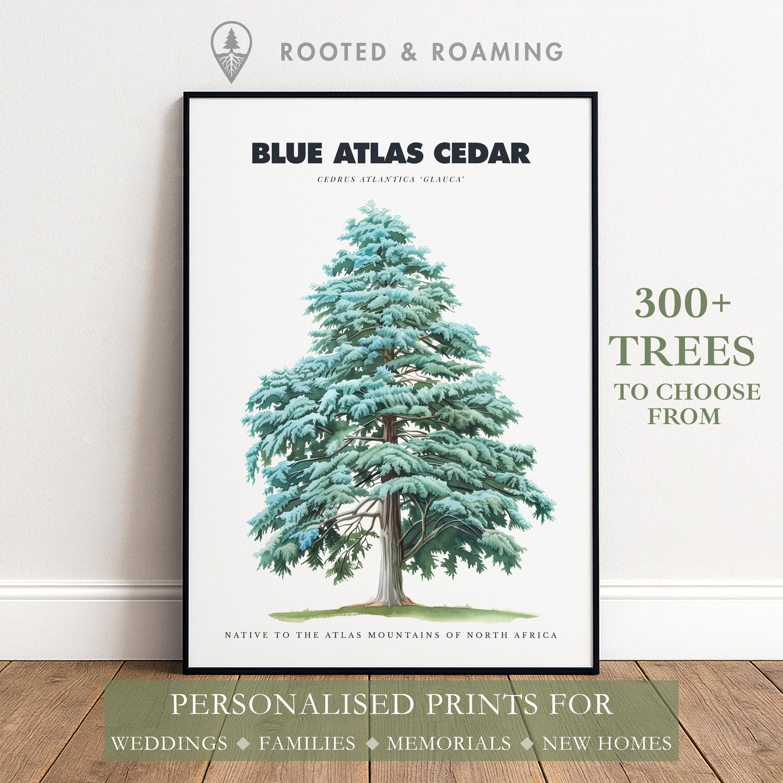 Blue atlas cedar - Etsy 日本
