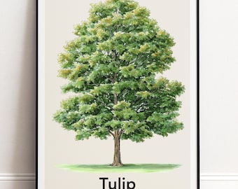 Tulpenbaum Poster | Botanische Wandkunst | Personalisiertes Geschenk Natur-Wand-Dekor