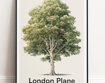 London Platane Poster | Botanische Wandkunst | Personalisiertes Geschenk Natur-Wand-Dekor